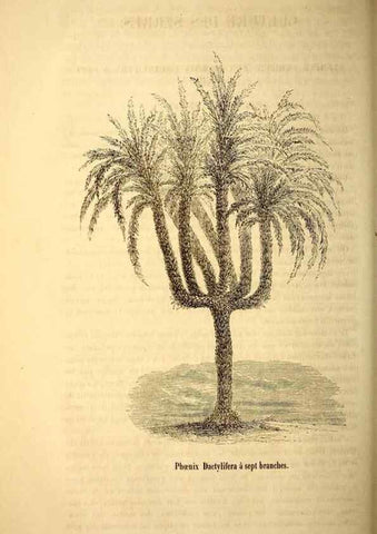 Reproducción/Reproduction 49269544077: Belgique horticole.. Liége.. 