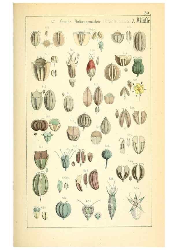 Reproducción/Reproduction 49269044258: Populäre Botanik. Stuttgart,Krais & Hoffmann,1857.. 