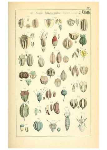 Reproducción/Reproduction 49269044258: Populäre Botanik. Stuttgart,Krais & Hoffmann,1857.. 