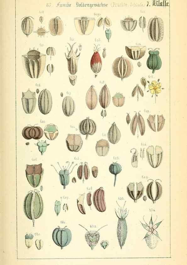 Reproducción/Reproduction 49269044258: Populäre Botanik. Stuttgart,Krais & Hoffmann,1857.. 