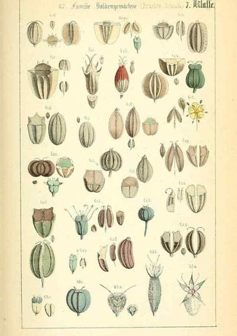 Reproducción/Reproduction 49269044258: Populäre Botanik. Stuttgart,Krais & Hoffmann,1857.. 