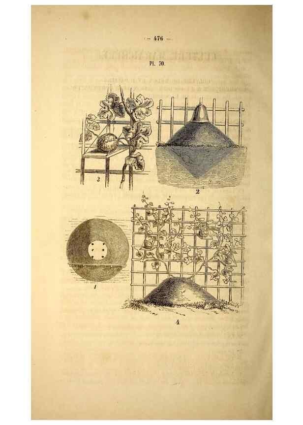 Reproducción/Reproduction 49269352686: Belgique horticole.. Liége.. 