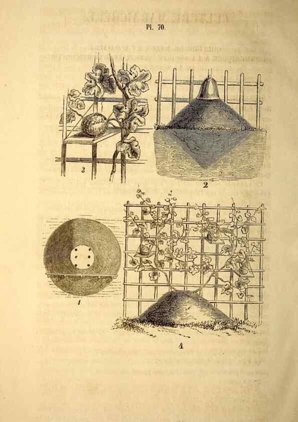 Reproducción/Reproduction 49269352686: Belgique horticole.. Liége.. 