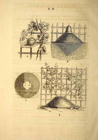 Reproducción/Reproduction 49269352686: Belgique horticole.. Liége.. 