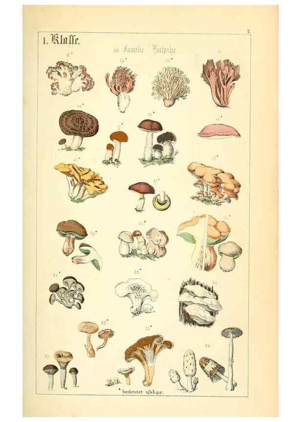 Reproducción/Reproduction 49269691107: Populäre Botanik. Stuttgart,Krais & Hoffmann,1857.. 