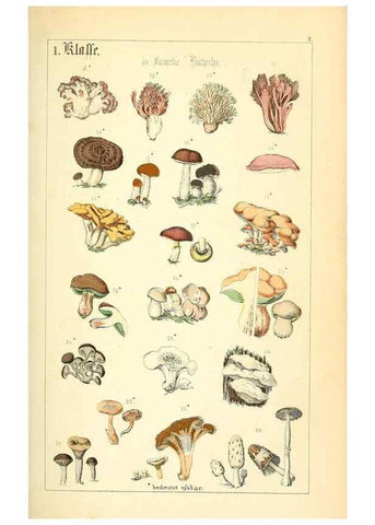 Reproducción/Reproduction 49269691107: Populäre Botanik. Stuttgart,Krais & Hoffmann,1857.. 