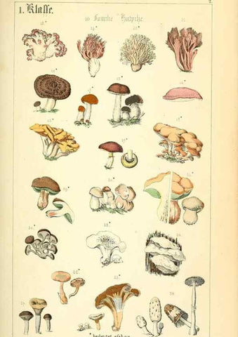 Reproducción/Reproduction 49269691107: Populäre Botanik. Stuttgart,Krais & Hoffmann,1857.. 