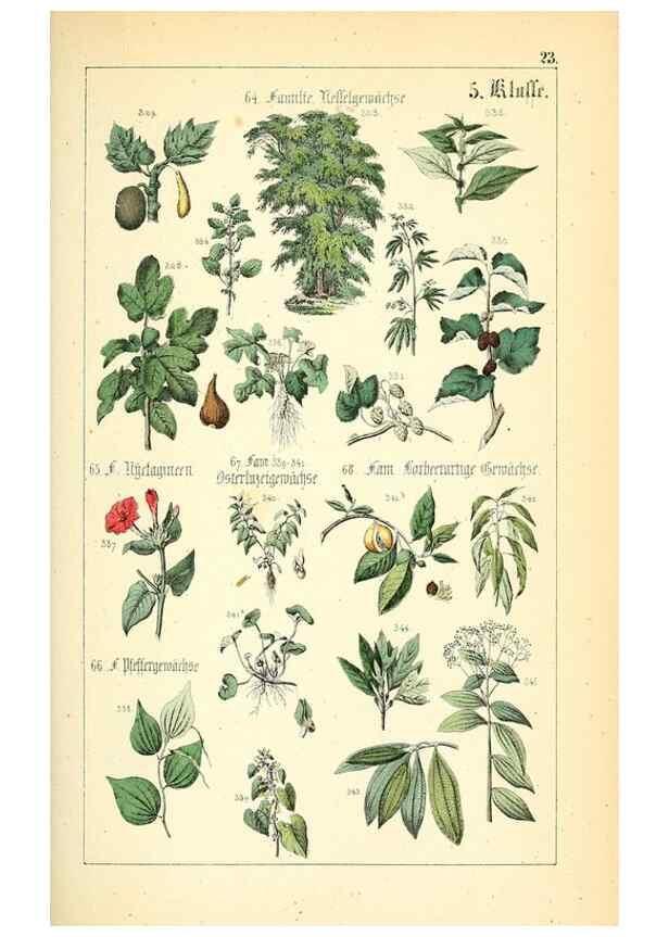 Reproducción/Reproduction 49269038113: Populäre Botanik. Stuttgart,Krais & Hoffmann,1857.. 