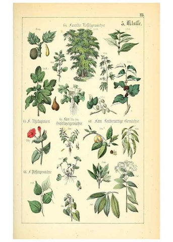 Reproducción/Reproduction 49269038113: Populäre Botanik. Stuttgart,Krais & Hoffmann,1857.. 