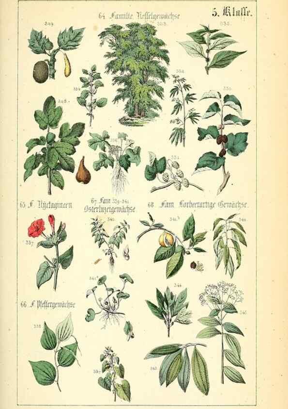 Reproducción/Reproduction 49269038113: Populäre Botanik. Stuttgart,Krais & Hoffmann,1857.. 