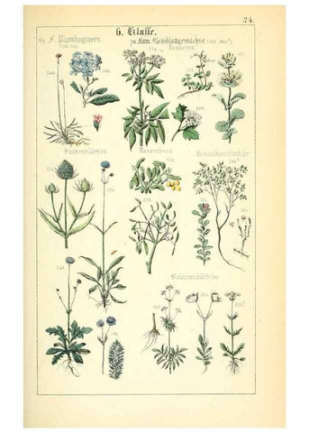 Reproducción/Reproduction 49269500086: Populäre Botanik. Stuttgart,Krais & Hoffmann,1857.. 