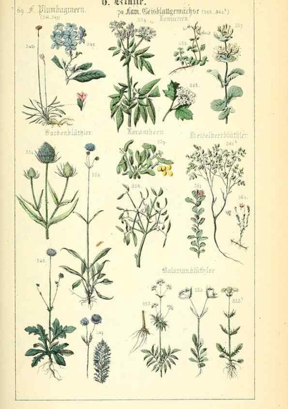 Reproducción/Reproduction 49269500086: Populäre Botanik. Stuttgart,Krais & Hoffmann,1857.. 