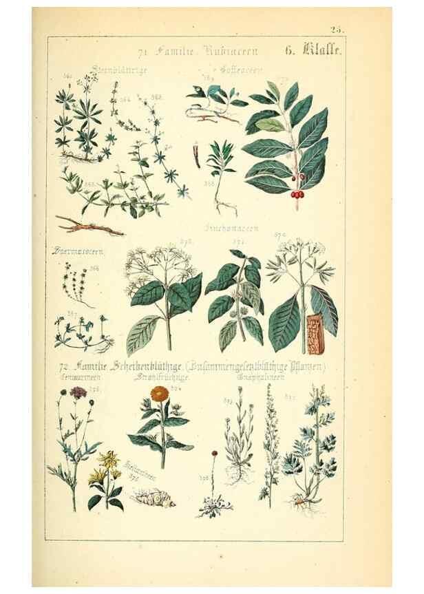 Reproducción/Reproduction 49269500446: Populäre Botanik. Stuttgart,Krais & Hoffmann,1857.. 