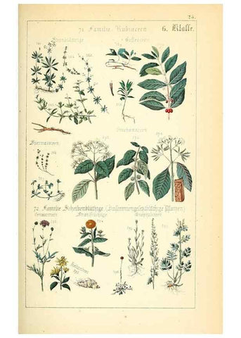 Reproducción/Reproduction 49269500446: Populäre Botanik. Stuttgart,Krais & Hoffmann,1857.. 