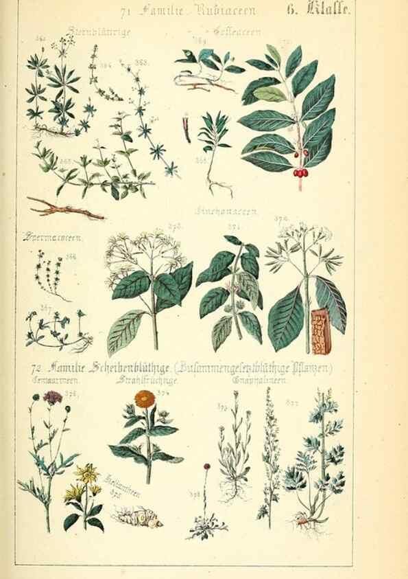 Reproducción/Reproduction 49269500446: Populäre Botanik. Stuttgart,Krais & Hoffmann,1857.. 