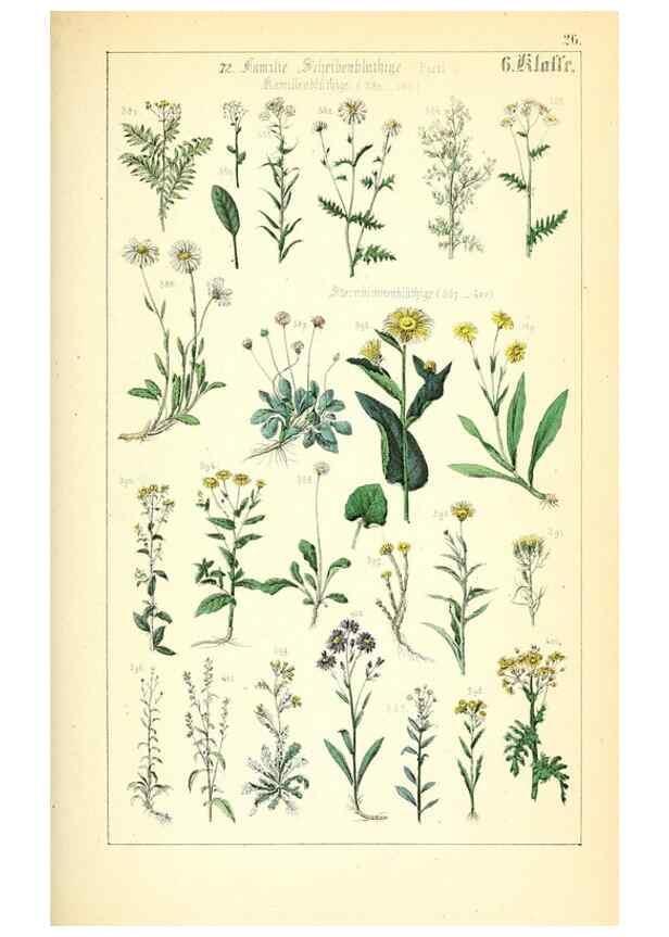 Reproducción/Reproduction 49269700467: Populäre Botanik. Stuttgart,Krais & Hoffmann,1857.. 