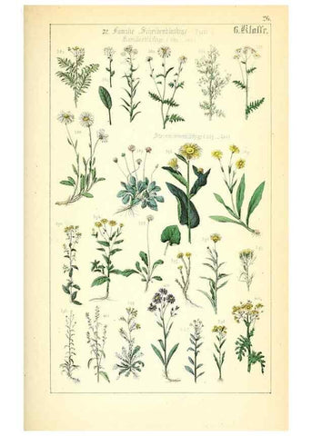 Reproducción/Reproduction 49269700467: Populäre Botanik. Stuttgart,Krais & Hoffmann,1857.. 