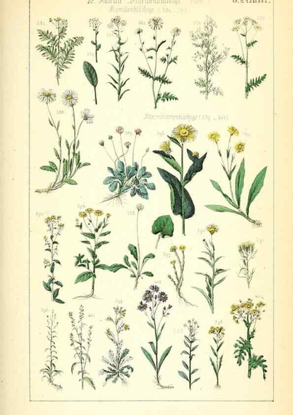 Reproducción/Reproduction 49269700467: Populäre Botanik. Stuttgart,Krais & Hoffmann,1857.. 