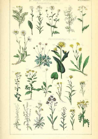 Reproducción/Reproduction 49269700467: Populäre Botanik. Stuttgart,Krais & Hoffmann,1857.. 