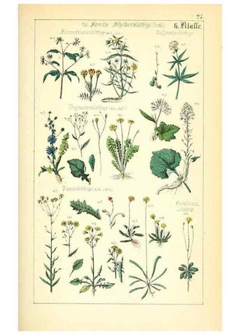 Reproducción/Reproduction 49269700747: Populäre Botanik. Stuttgart,Krais & Hoffmann,1857.. 