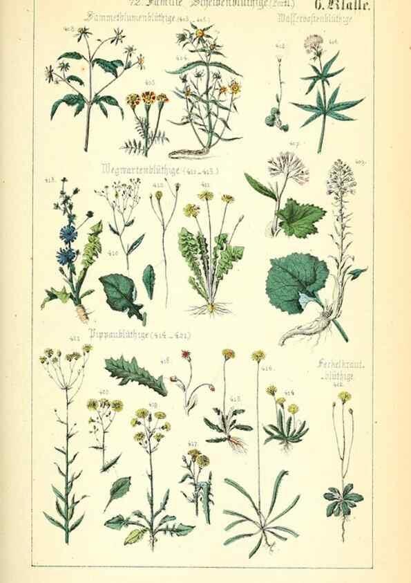 Reproducción/Reproduction 49269700747: Populäre Botanik. Stuttgart,Krais & Hoffmann,1857.. 