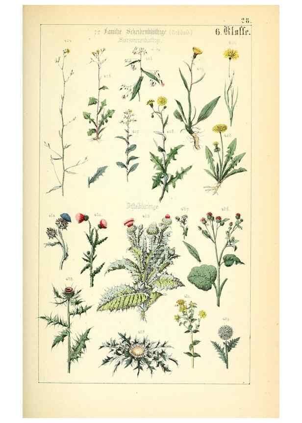 Reproducción/Reproduction 49269501451: Populäre Botanik. Stuttgart,Krais & Hoffmann,1857.. 