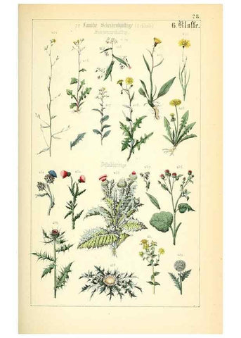 Reproducción/Reproduction 49269501451: Populäre Botanik. Stuttgart,Krais & Hoffmann,1857.. 