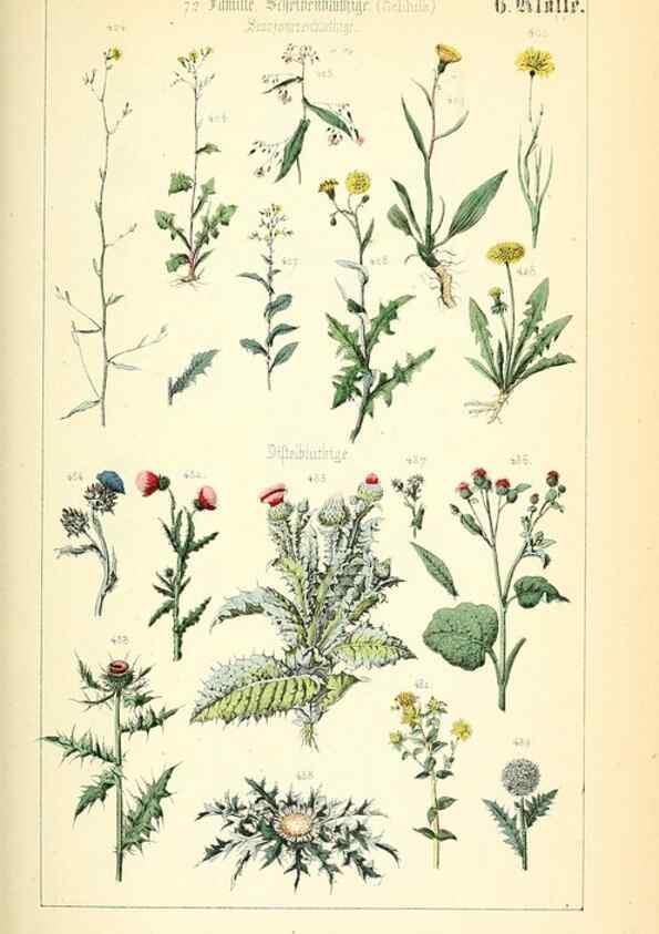 Reproducción/Reproduction 49269501451: Populäre Botanik. Stuttgart,Krais & Hoffmann,1857.. 