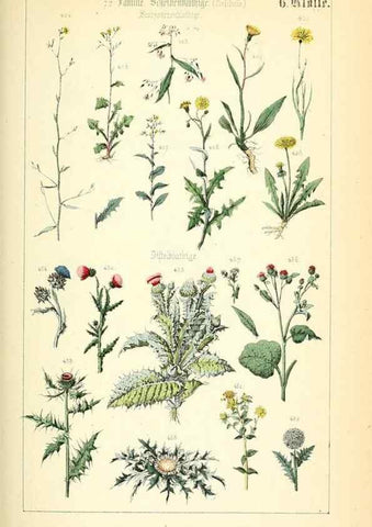 Reproducción/Reproduction 49269501451: Populäre Botanik. Stuttgart,Krais & Hoffmann,1857.. 