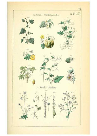 Reproducción/Reproduction 49269040123: Populäre Botanik. Stuttgart,Krais & Hoffmann,1857.. 