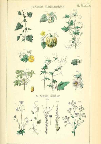 Reproducción/Reproduction 49269040123: Populäre Botanik. Stuttgart,Krais & Hoffmann,1857.. 