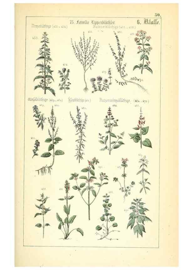 Reproducción/Reproduction 49269040443: Populäre Botanik. Stuttgart,Krais & Hoffmann,1857.. 