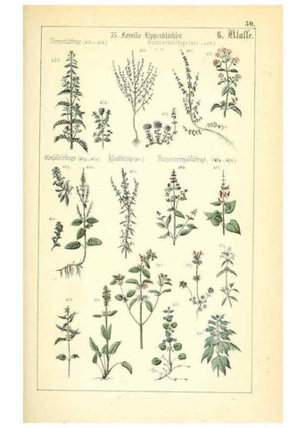 Reproducción/Reproduction 49269040443: Populäre Botanik. Stuttgart,Krais & Hoffmann,1857.. 