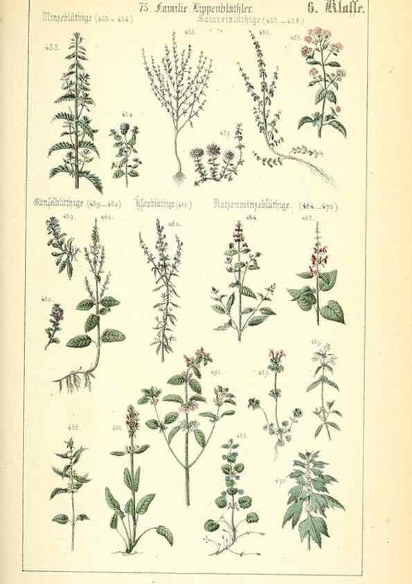 Reproducción/Reproduction 49269040443: Populäre Botanik. Stuttgart,Krais & Hoffmann,1857.. 