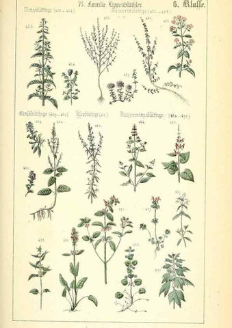 Reproducción/Reproduction 49269040443: Populäre Botanik. Stuttgart,Krais & Hoffmann,1857.. 