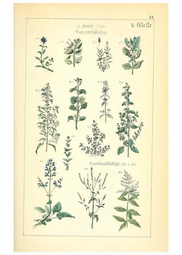 Reproducción/Reproduction 49269041008: Populäre Botanik. Stuttgart,Krais & Hoffmann,1857.. 
