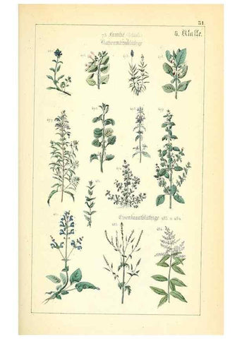 Reproducción/Reproduction 49269041008: Populäre Botanik. Stuttgart,Krais & Hoffmann,1857.. 