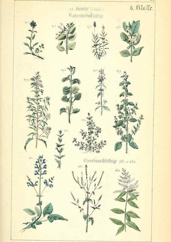 Reproducción/Reproduction 49269041008: Populäre Botanik. Stuttgart,Krais & Hoffmann,1857.. 