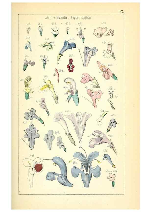 Reproducción/Reproduction 49269503296: Populäre Botanik. Stuttgart,Krais & Hoffmann,1857.. 
