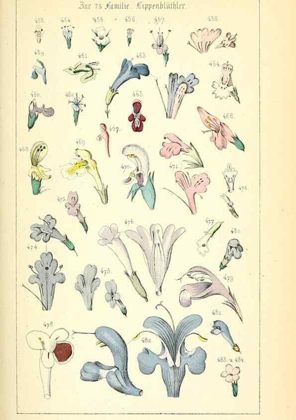 Reproducción/Reproduction 49269503296: Populäre Botanik. Stuttgart,Krais & Hoffmann,1857.. 