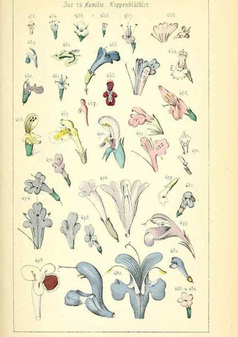 Reproducción/Reproduction 49269503296: Populäre Botanik. Stuttgart,Krais & Hoffmann,1857.. 