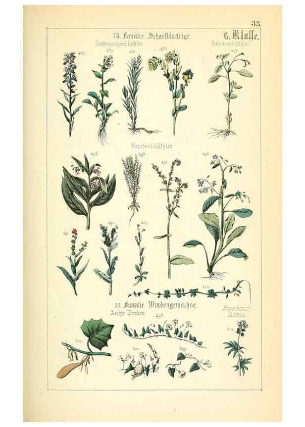 Reproducción/Reproduction 49269503741: Populäre Botanik. Stuttgart,Krais & Hoffmann,1857.. 