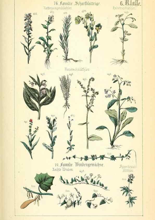 Reproducción/Reproduction 49269503741: Populäre Botanik. Stuttgart,Krais & Hoffmann,1857.. 