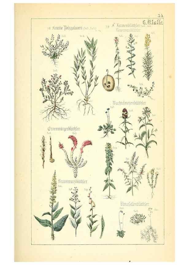 Reproducción/Reproduction 49269042433: Populäre Botanik. Stuttgart,Krais & Hoffmann,1857.. 