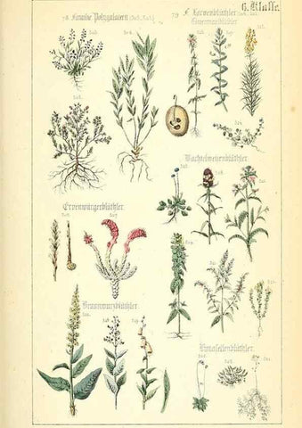 Reproducción/Reproduction 49269042433: Populäre Botanik. Stuttgart,Krais & Hoffmann,1857.. 