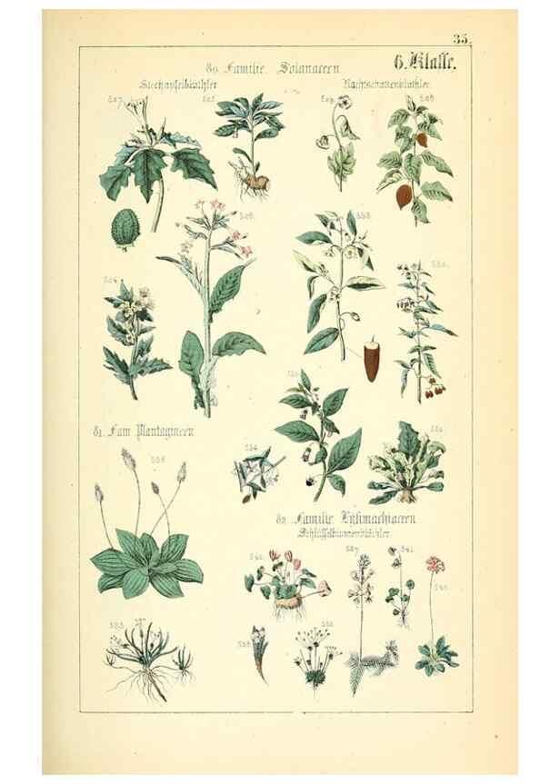 Reproducción/Reproduction 49269703927: Populäre Botanik. Stuttgart,Krais & Hoffmann,1857.. 