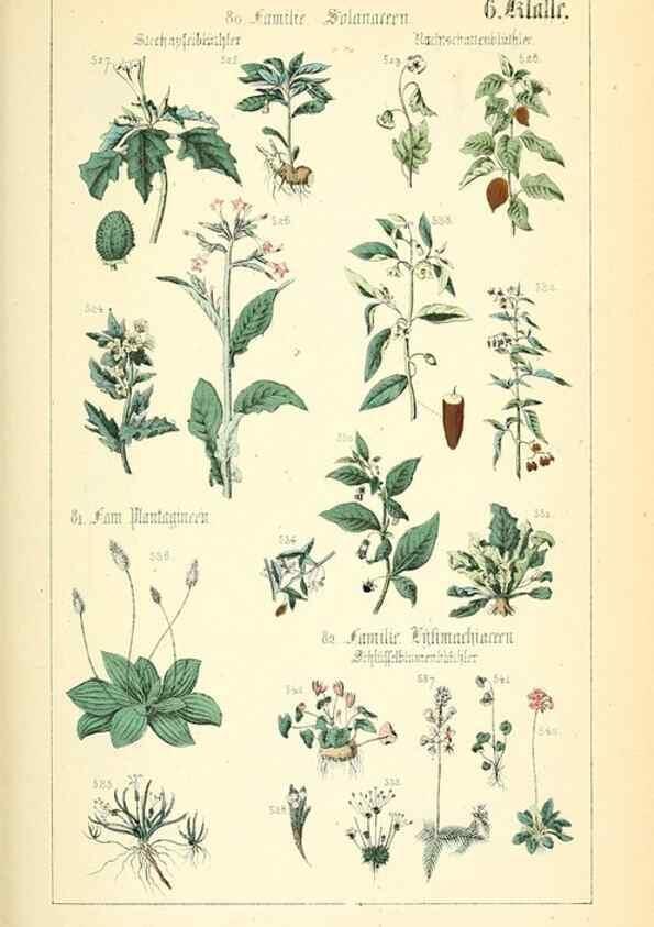 Reproducción/Reproduction 49269703927: Populäre Botanik. Stuttgart,Krais & Hoffmann,1857.. 