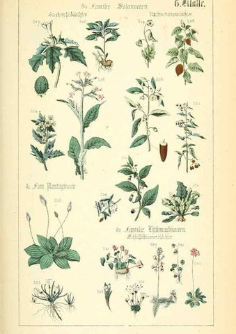 Reproducción/Reproduction 49269703927: Populäre Botanik. Stuttgart,Krais & Hoffmann,1857.. 