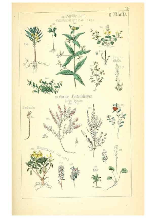 Reproducción/Reproduction 49269704292: Populäre Botanik. Stuttgart,Krais & Hoffmann,1857.. 