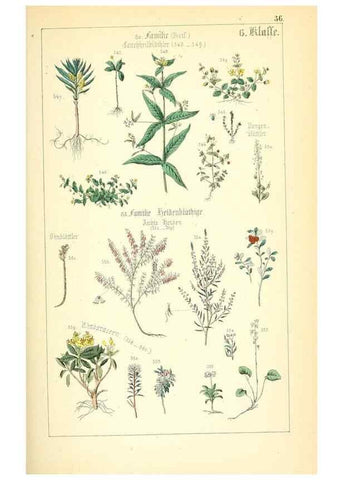 Reproducción/Reproduction 49269704292: Populäre Botanik. Stuttgart,Krais & Hoffmann,1857.. 